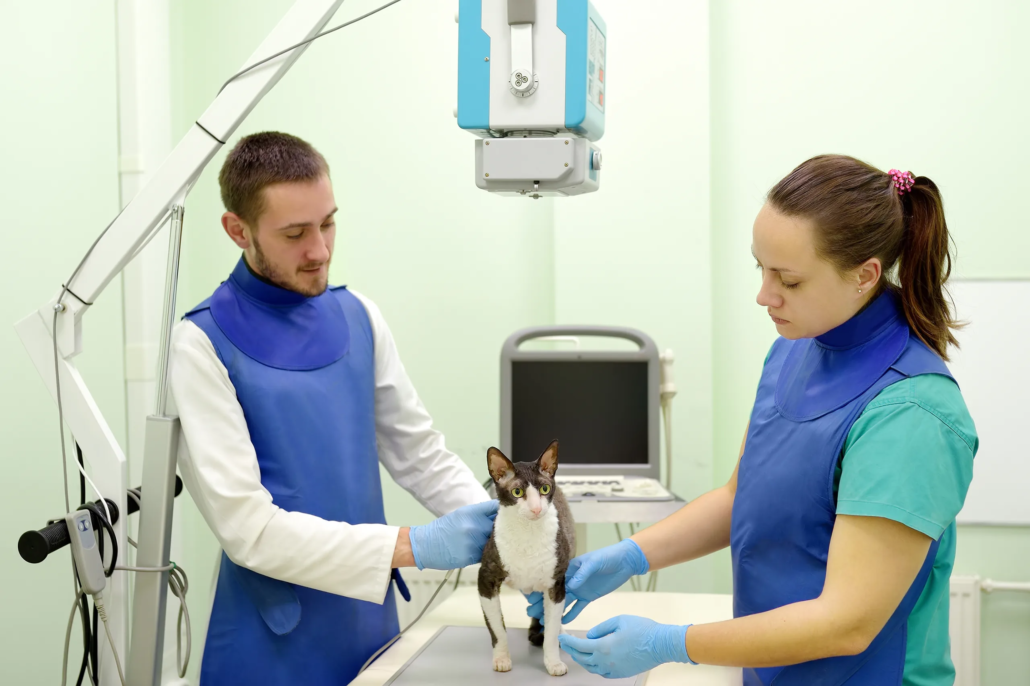 Vétérinaires examinant un chat sous appareil radiologique Vétérinaires examinant un chat sous appareil radiologique