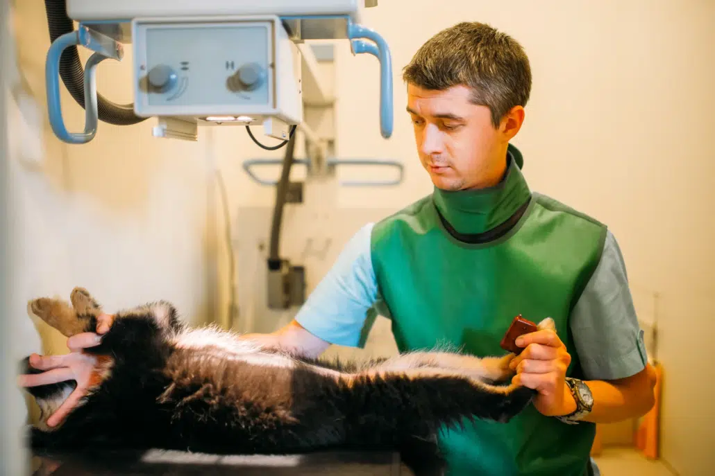 Vétérinaire en tablier plombé réalisant une radiographie sur un animal